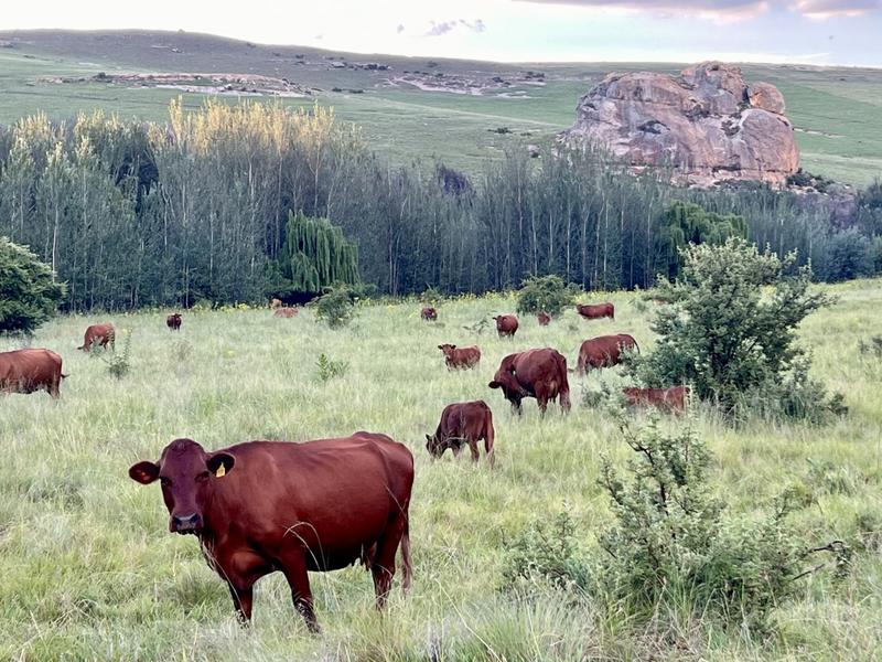 0 Bedroom Property for Sale in Fouriesburg Free State